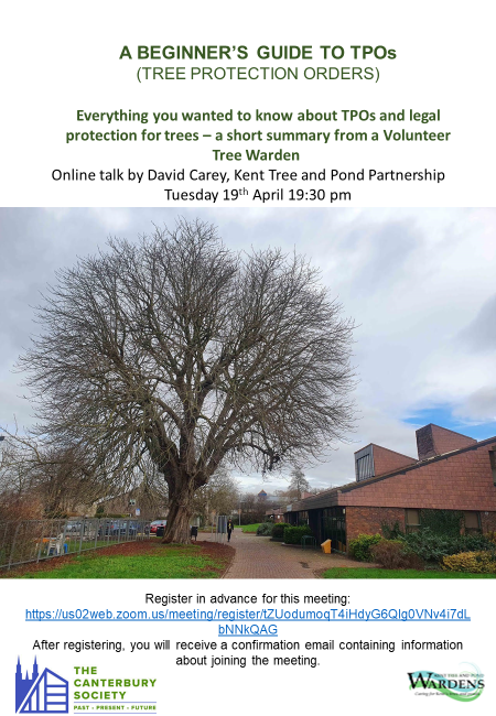 A BEGINNER’S GUIDE TO TPOS (tree protection orders)