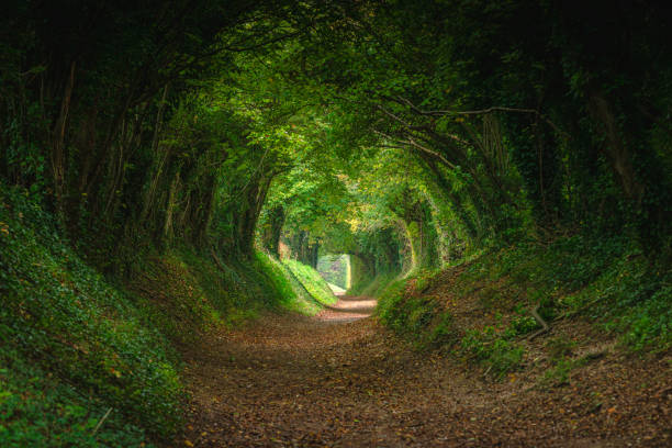 National Tree Week